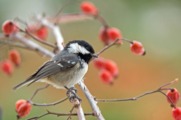 Fototapeta premium Coal tit