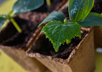 closeup of young sprout