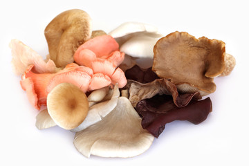 Fototapeta premium Different types of mushrooms