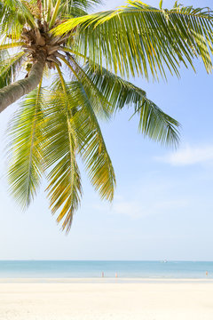 sandy beach and palm tree