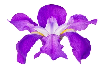 Afwasbaar Fotobehang Iris iris