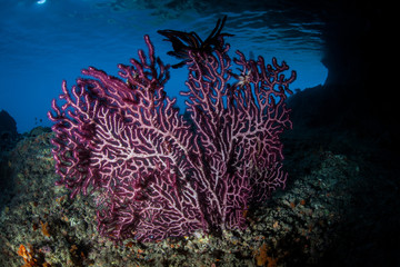 Purple Gorgonian