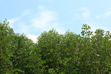 Fototapeta na wymiar Mangroves with blue sky