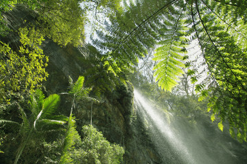 Tropenwald © Friedberg