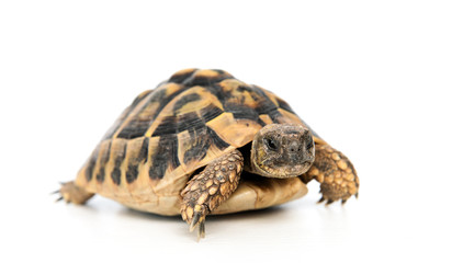 turtle in front of white background