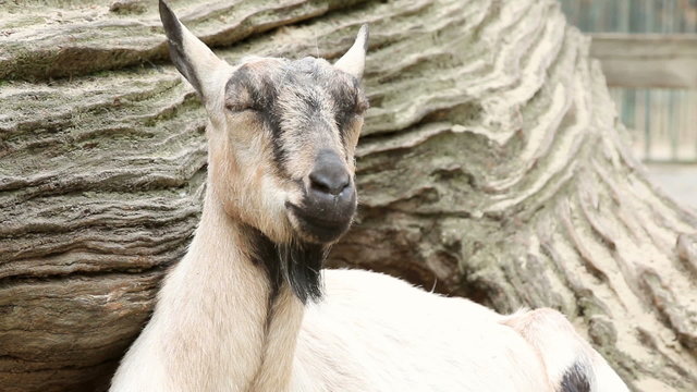 Sleeping goat close up
