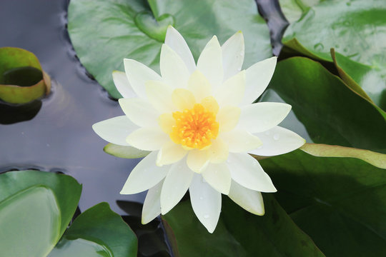 Fototapeta Macro close up white yellow lotus flower or weter lilly