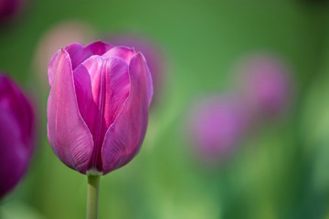 field of tulips