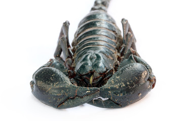 Black Emperor Scorpion