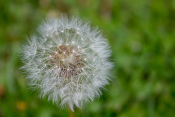 Dandelion closeup with green natural background