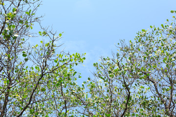 Mangroves with blue sky