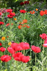 Poppies in the field