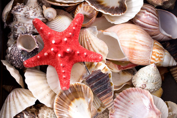 Seashells