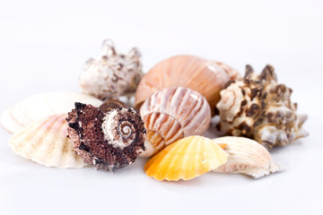 Seashells