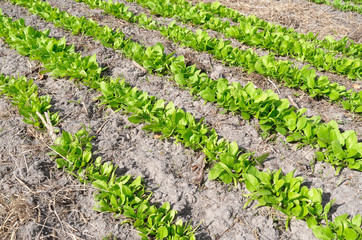 Bed with Giant Leaf spinach.