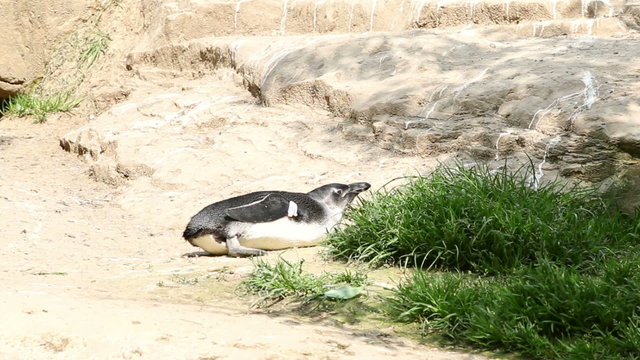 penguin lying in the sun