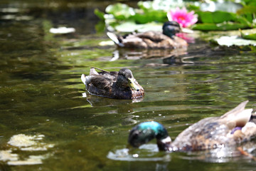 Schwimmende Enten
