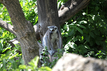 In Geäst sitzender Katta
