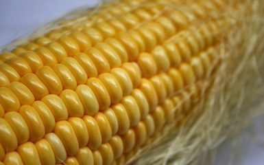 Corn on the cob kernels close up shot