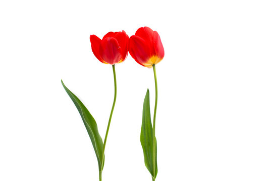 red tulips isolated