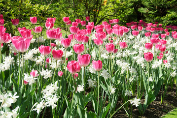 Tulipani rosa e bianchi