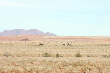 Fototapeta na wymiar Zebras im Nationalpark