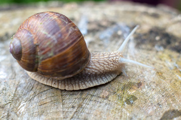 grapevine snail