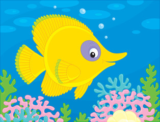 Yellow exotic fish swimming on a coral reef