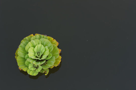 Pistia Stratiotes L.