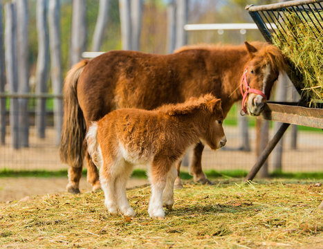 Pony