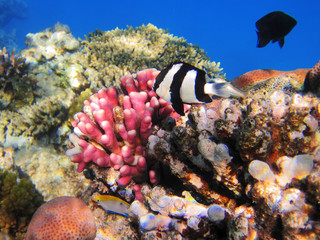 Naklejka na ściany i meble Tropical fish on the coral reef in Red Sea, Egypt