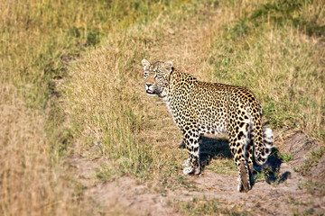 Female leopard, South Africa