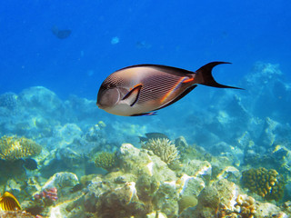 Fototapeta na wymiar Tropical fish on the coral reef in Red Sea