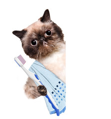 Brushing teeth cat. The white banner.