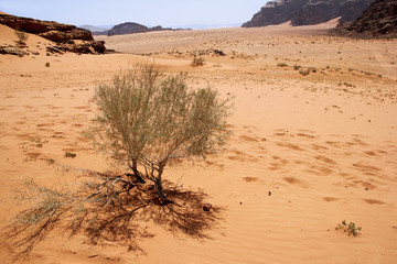 Bush growing a red sand desert