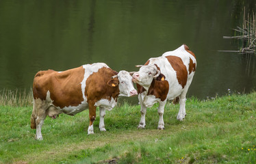Fototapeta na wymiar vaches