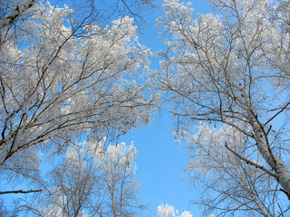 Frosty birch tops against blue sky background
