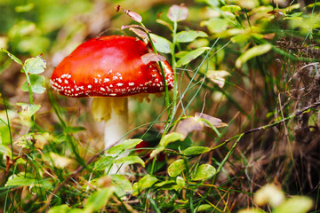 Fly agaric