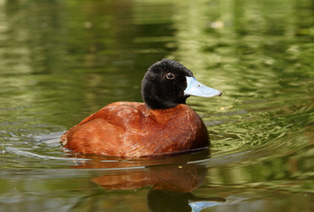 Ruddy Duck, Oxyura jamaicensis