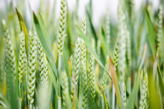 Green Wheat close up