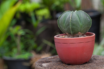Close up of Astrophytum myriostigma cactus in a pot.