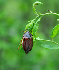 brown beetle on a leaf plants