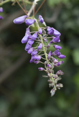 lilac wisteria grape in bloom detail