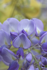 violet wisteria flower head in bloom detail