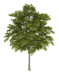 Fototapeta premium white ash tree isolated on white background