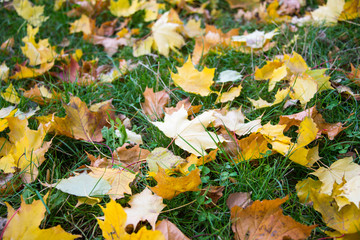 autumn leaves on grass