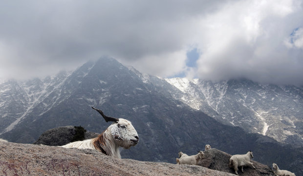 Pashmina Goat