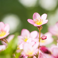 Fototapeta na wymiar Beautiful spring flowers,floral background
