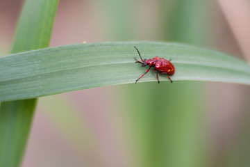 Roter Käfer