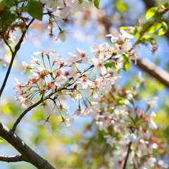 Fototapeta na wymiar White Spring Blossoms of Cherry. Flowers Outdoor